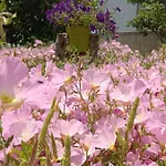 Mikros Paradisos Pelion *