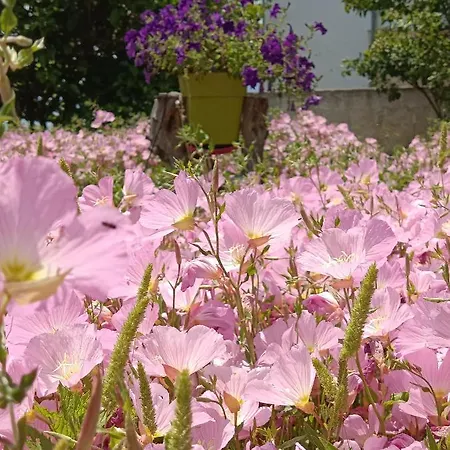 Mikros Paradisos Pelion *