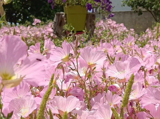 Mikros Paradisos Pelion *